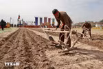 Lễ hội Tịch điền tại phường Tiên Sơn. (Ảnh: Trần Việt/TTXVN)