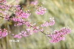 Vẻ đẹp của mai anh đào nở rộ tại xóm Mừng xã Cao Phong. (Ảnh: Trọng Đạt/TTXVN)
