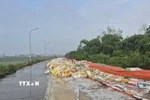 Gia cố đê tại Bắc Ninh. (Ảnh: TTXVN phát)