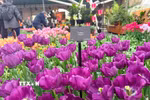 Hoa tulip - “sứ giả mùa Xuân” thúc đẩy kinh tế và du lịch Hà Lan