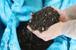 Xuất khẩu hồ tiêu tăng 58%. ( Ảnh: Hoài Thu/TTXVN)