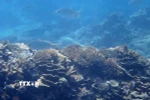 Bãi rạn san hô thuộc Khu bảo tồn biển Vườn quốc gia Núi Chúa (Ninh Hải, tỉnh Ninh Thuận). (Ảnh: TTXVN phát)