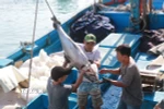 Thời điểm này, ngư dân Khánh Hoà đang bước vào vụ khai thác cá ngừ vây vàng mắt to. Điều phấn khởi là các tàu cập cảng đều đạt sản lượng cao. (Ảnh: Đặng Tuấn/TTXVN)