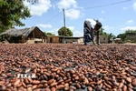 Phơi hạt cacao. (Ảnh: AFP/TTXVN)