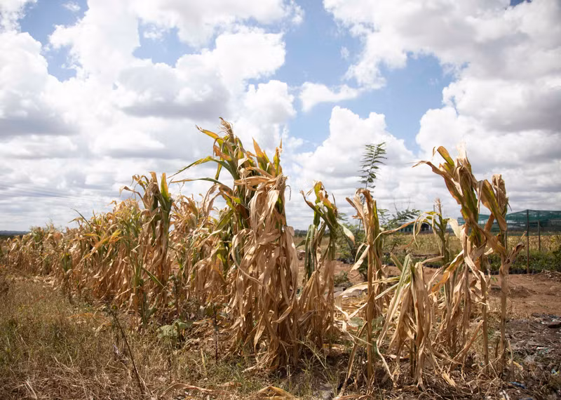 AfDB cảnh báo "siêu" El Nino có thể khiến châu Phi thiệt hại 20 tỷ USD