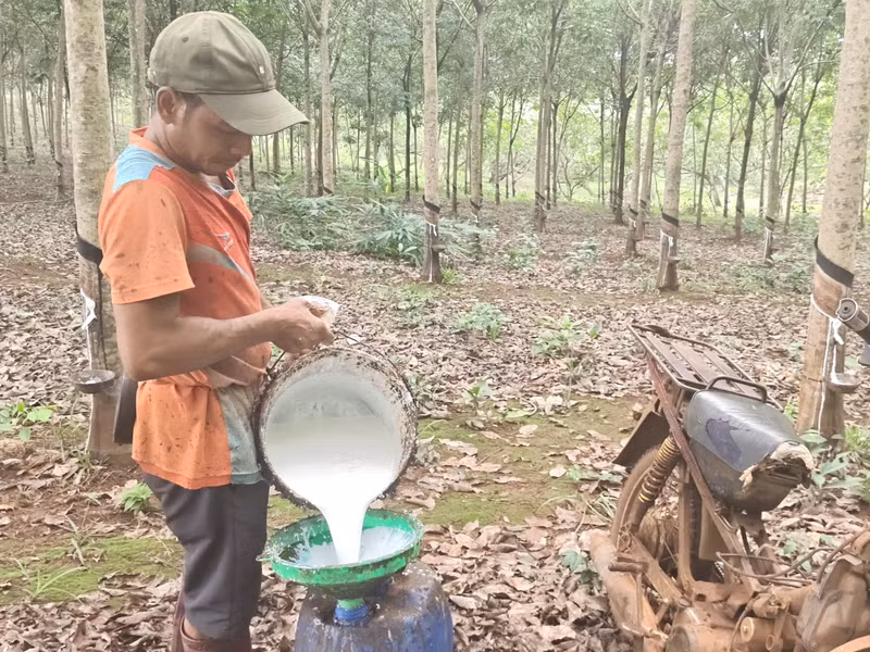 Người trồng cao su ở Quảng Trị phấn khởi vì giá mủ tăng cao