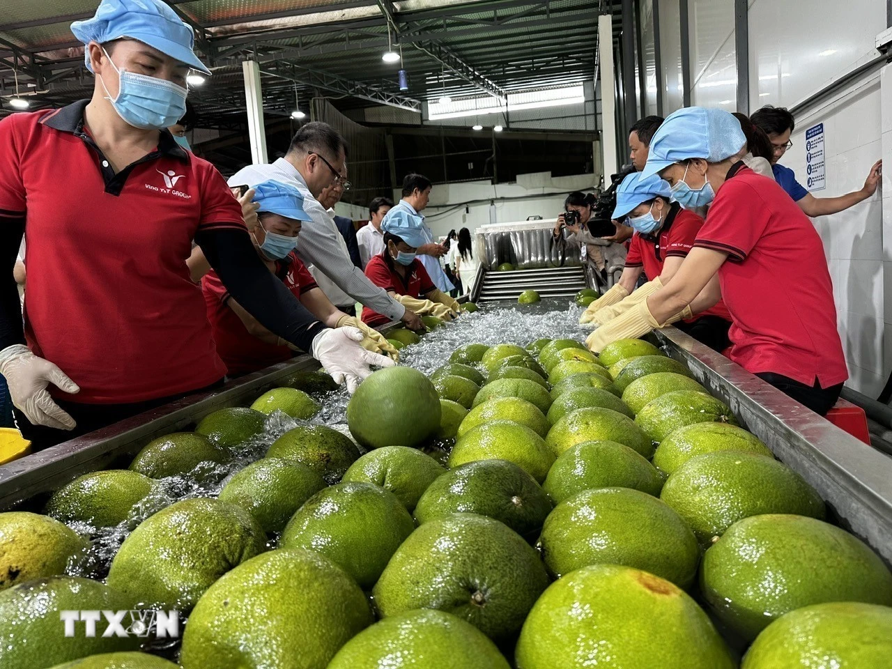 Việt Nam ký Nghị định thư xuất khẩu bưởi, chanh sang Trung Quốc