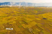 Điện Biên: Bình yên mùa vàng nơi lòng chảo Mường Thanh