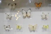 Độc đáo không gian trưng bày côn trùng, thực vật quý hiếm ở Đại học Đà Lạt