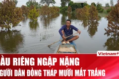 Nhiều vườn mít và sầu riêng bạc tỷ ở Đồng Tháp Mười “mất trắng” do lũ