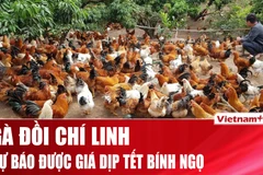 Gà đồi Chí Linh được giá, thương lái đổ về “săn hàng” dịp trước Tết Bính Ngọ 2026