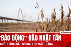 Hàng chục nghìn gốc đào Nhật Tân héo rũ sau bão, người trồng đào nói gì?