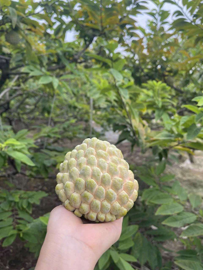 ស្ពៃក្តោបសម្បូរទៅដោយសារធាតុប្រឆាំងអុកស៊ីតកម្ម។ (ប្រភព៖ Vietnam+) qua-na-2.jpg