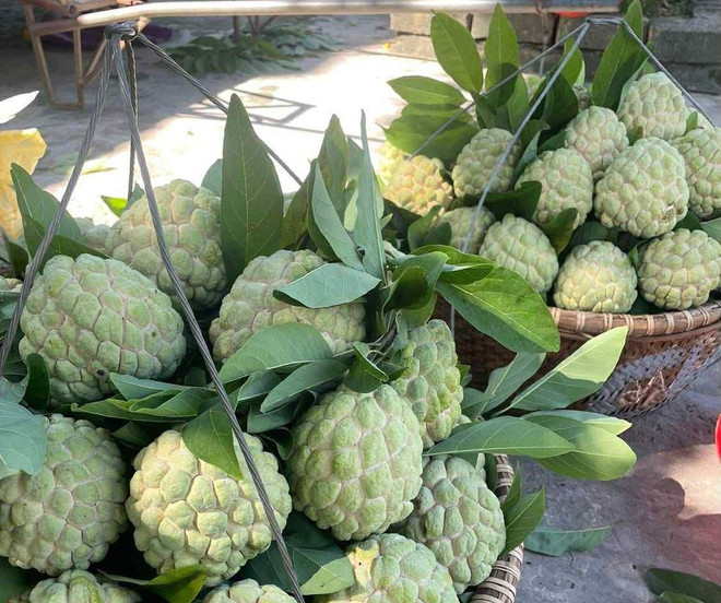 អរគុណចំពោះសារធាតុសរសៃ និងសារធាតុ polyphenol ដ៏សម្បូរបែបរបស់វា ផ្លែប៉ោម custard មានសមត្ថភាពជួយកាត់បន្ថយការរលាក។ (ប្រភព៖ Vietnam+) qua-na-3.jpg