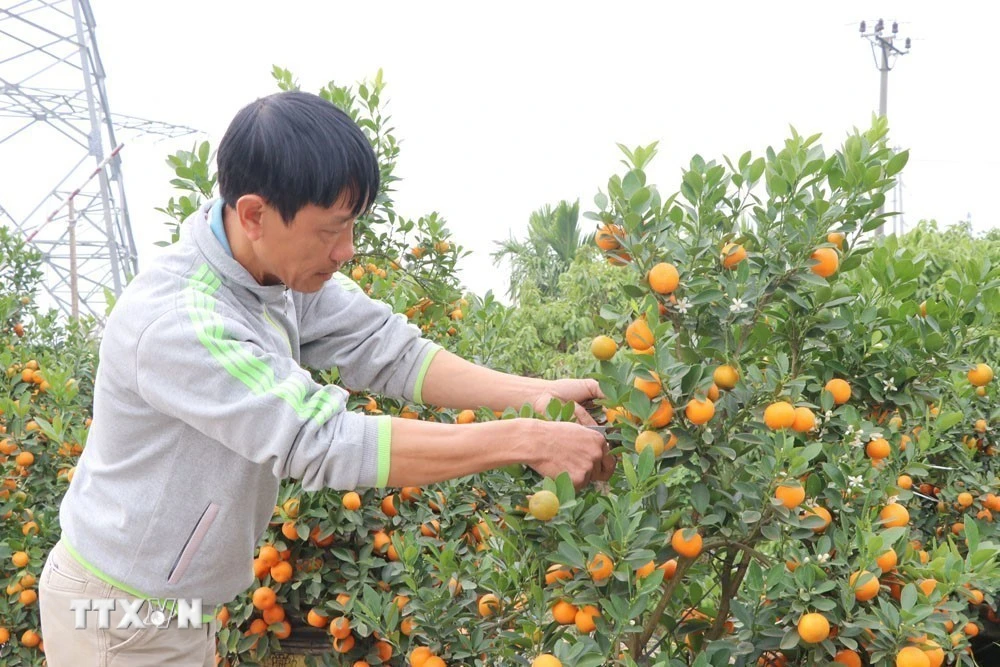 Thị trường hoa cây cảnh Tết sục sôi, giá tăng nhưng vẫn ổn định