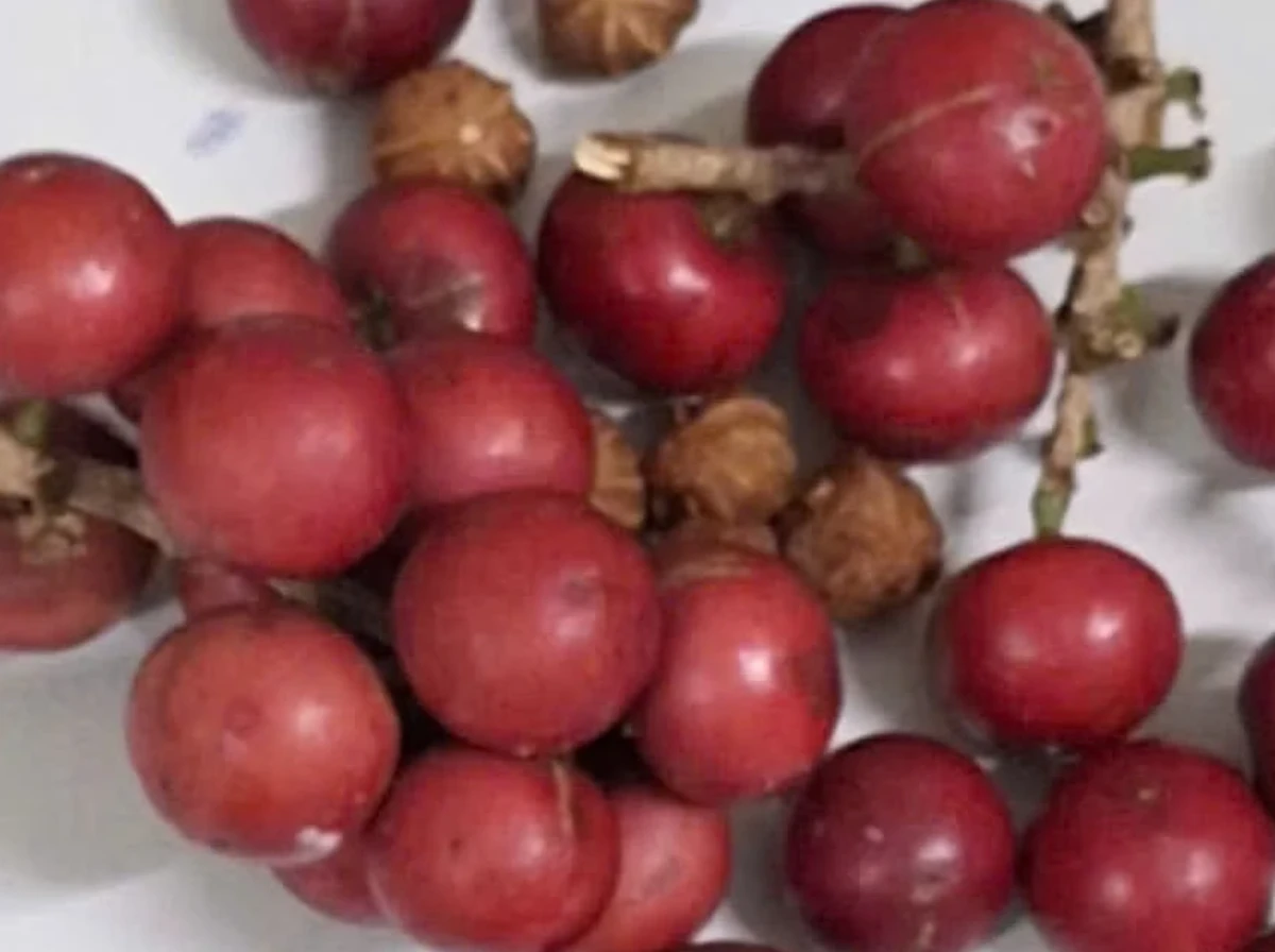 Hơn 200 trẻ nhập viện ở Lai Châu: Cảnh báo nguy cơ ngộ độc từ quả giống cherry