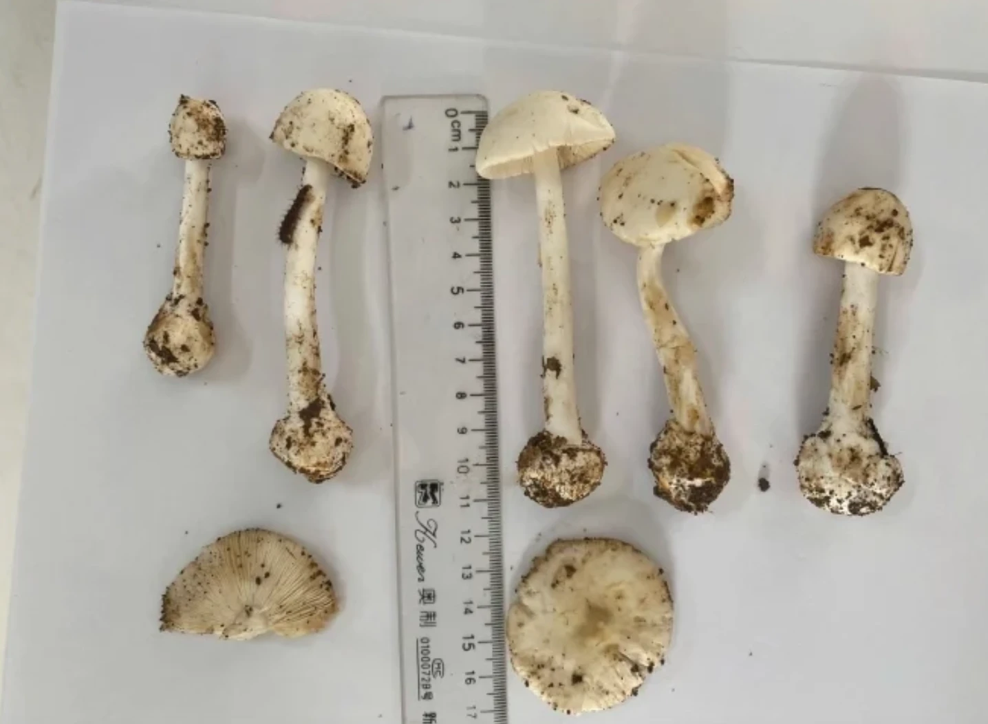 Bộ Y tế chỉ đạo khẩn sau vụ 1 người tử vong, 5 người cấp cứu vì ăn nấm rừng