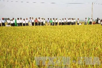 Ảnh minh họa. (Nguồn: Hồ Cầu/TTXVN)