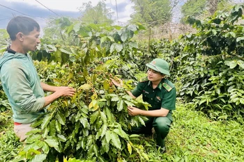 Năm 2024, diện tích trồng càphê của huyện Hướng Hóa khoảng trên 3.700ha, trong đó có khoảng 3.400ha càphê đang cho thu hoạch. (Ảnh: Nguyên Linh/TTXVN)