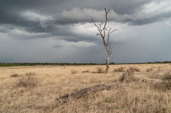 Cây chết do hạn hán tại Zimbabwe. (Ảnh: AFP/TTXVN)