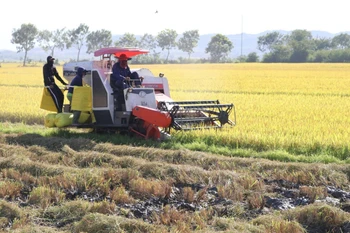 Sản xuất nông nghiệp đang được hưởng lợi khi giá nông sản xuất khẩu ổn định ở mức cao, trong khi giá đạm ure tiếp tục xu hướng giảm. (Ảnh: TTXVN phát)