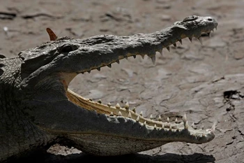 Một con cá sấu lớn bên bờ sông Tarcoles - nơi cư trú của một trong những quần thể cá sấu lớn nhất thế giới - ở Tarcoles, tỉnh Puntarenas (Costa Rica), tháng7/2019. (Nguồn: Reuters/Ảnh chụp màn hình)