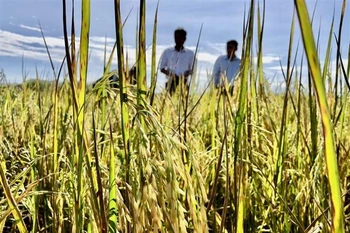 Dự án do Na Uy tài trợ Việt Nam nhằm phát triển những giống lúa năng suất cao, thích ứng tốt với biến đổi khí hậu. (Ảnh minh họa: TTXVN phát)