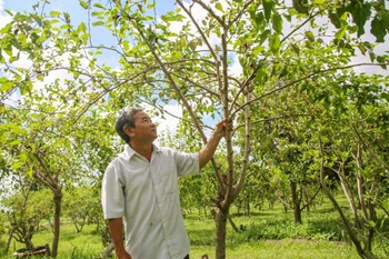 Là một kỹ sư nông nghiệp, ông Nguyễn Thanh Vũ chuyển đổi cây trồng không hiệu quả sang trồng dâu tằm hữu cơ kết hợp với du lịch. (Ảnh: Giang Phương/TTXVN)