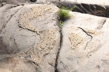 Phát hiện phiến đá nổi lên hình ảnh về bản đồ Việt Nam