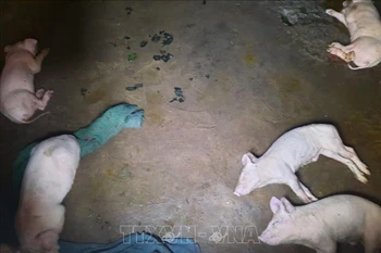 Ảnh minh họa. (Nguồn: TTXVN)