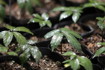 Những cây sâm Lai Châu đã được ươm thành công, tạo tín hiệu vui trong việc phát triển và bảo tồn nguồn dược liệu quý để phát triển kinh tế dưới tán rừng. (Ảnh: Quý Trung/TTXVN)