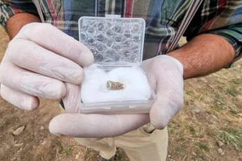 Chiếc răng của người cổ đại. (Nguồn: Reuters)