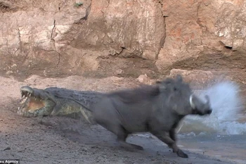 Màn rình mồi kịch tính nhưng thất bại của chú cá sấu hung dữ