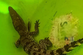 Cần Thơ: Một nông dân bắt được cá sấu khi đang làm vườn