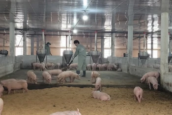 Trang trại nuôi lợn trong phòng lạnh, đệm lót sinh học và hệ thống thức ăn, nước uống tự động của Công ty TNHH Trang Linh, huyện Xuyên Mộc. (Ảnh: Hoàng Nhị /TTXVN)