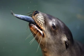 Sư tử biển. (Nguồn: Los Angeles Times)