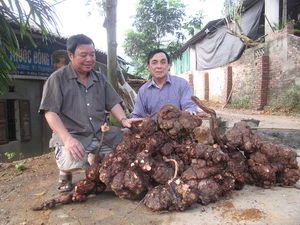 Củ hà thủ ô khổng lồ. (Ảnh: Nguyễn Trình/Vietnam+)
