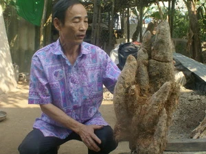 Củ khoai mật nặng 18kg. (Ảnh: Nguyễn Đức/Vietnam+)