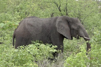 (Nguồn: ewn.co.za)