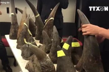 [Video] Thu giữ hơn 100kg sừng tê giác từ Kenya lọt vào Việt Nam