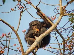 Loài tinh tinh đang bị giảm rất mạnh tại châu Phi. (Ảnh: Internet)