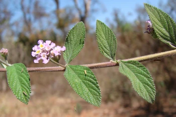Cây Lippia alba. (Nguồn: survivalgardener.com)