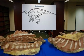 Mỹ trao trả hóa thạch của 6 loài khủng long cho Mông Cổ 