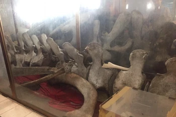 Bộ xương cá Ông khổng lồ tại miếu thờ cồn Bửng. (Ảnh: Thu Ngân)