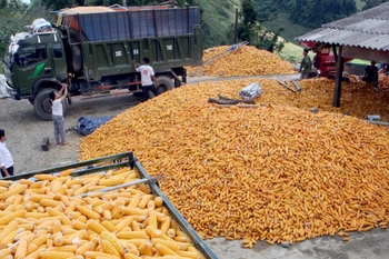 Ảnh minh họa: Điểm thu mua xay xát ngô ở Sơn La. (Nguồn: Đình Huệ/TTXVN)