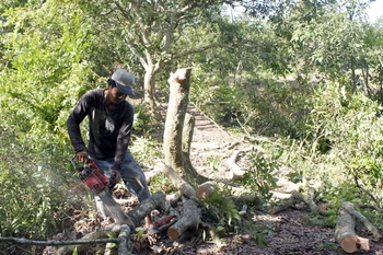 Đốn bỏ những cây nhãn bị bệnh chổi rồng. (Ảnh: Phạm Minh Tuấn/TTXVN)