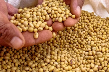 Đậu tương và khô đậu tương nổi bật trên bảng giá khi tăng lần lượt 1% và 4,37%. (Nguồn: The Indian Express)