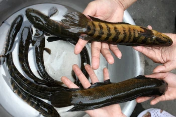 Bảo tồn và phát triển thành công loài cá trối quý hiếm