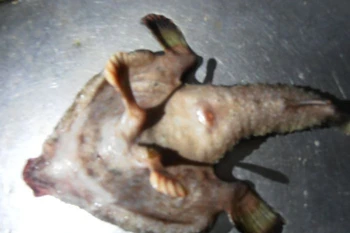 Con cá lạ có chân và mũi giống con người. (Nguồn: Wessex News)