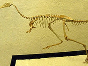 Bộ khung xương của khủng long Mononykus được khôi phục lại. Ảnh chỉ có tính chất minh họa. (Nguồn: Internet)